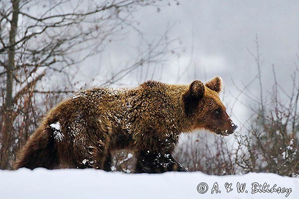 Niedźwiedź brunatny, Ursus arctos