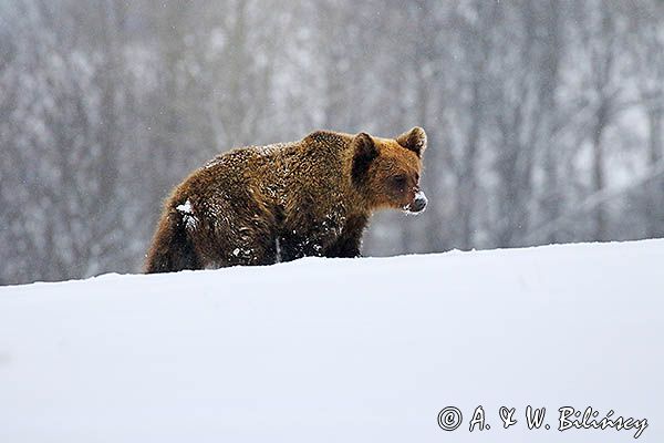 Niedźwiedź brunatny, Ursus arctos