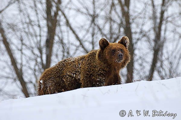 Niedźwiedź brunatny, Ursus arctos