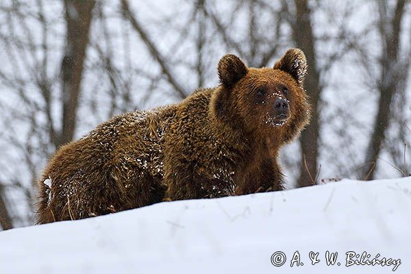 Niedźwiedź brunatny, Ursus arctos