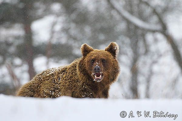 Niedźwiedź brunatny, Ursus arctos