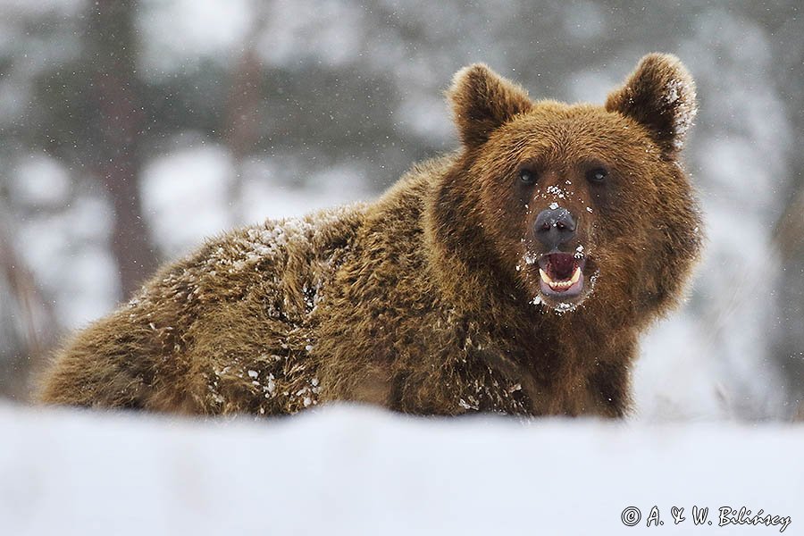 Niedźwiedź brunatny, Ursus arctos