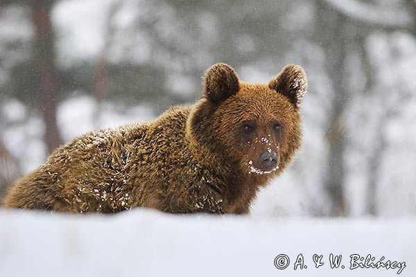 Niedźwiedź brunatny, Ursus arctos