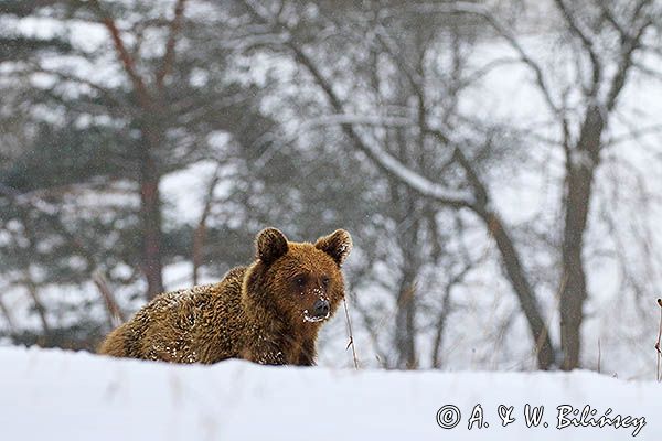 Niedźwiedź brunatny, Ursus arctos