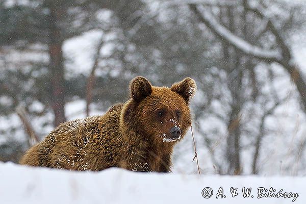 Niedźwiedź brunatny, Ursus arctos