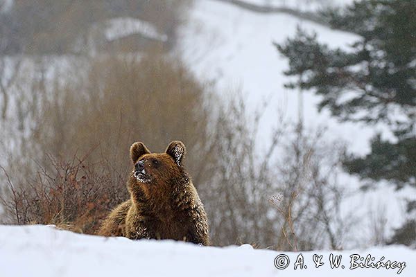 Niedźwiedź brunatny, Ursus arctos