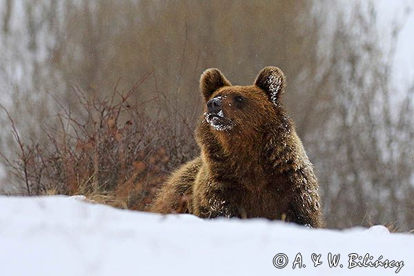 Niedźwiedź brunatny, Ursus arctos