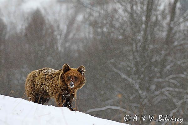 Niedźwiedź brunatny, Ursus arctos