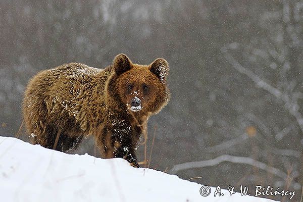 Niedźwiedź brunatny, Ursus arctos