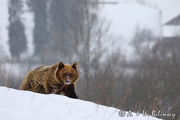 Niedźwiedź brunatny, Ursus arctos