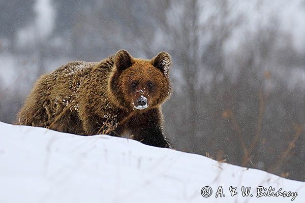 Niedźwiedź brunatny, Ursus arctos