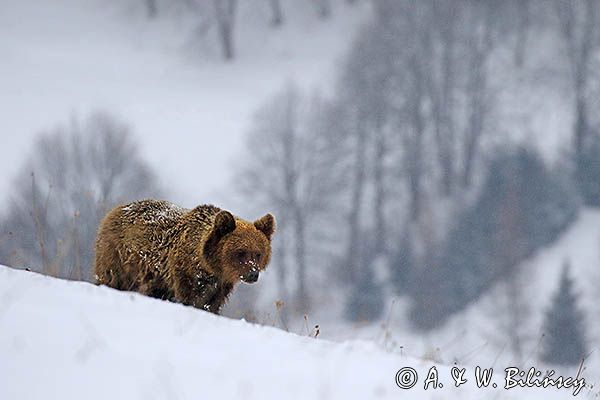 Niedźwiedź brunatny, Ursus arctos