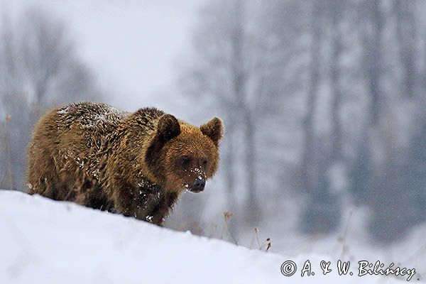 Niedźwiedź brunatny, Ursus arctos