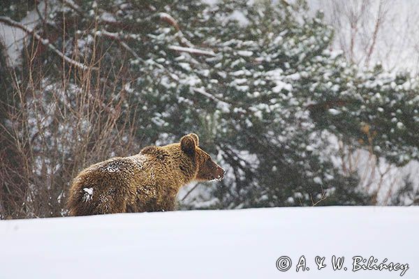 Niedźwiedź brunatny, Ursus arctos