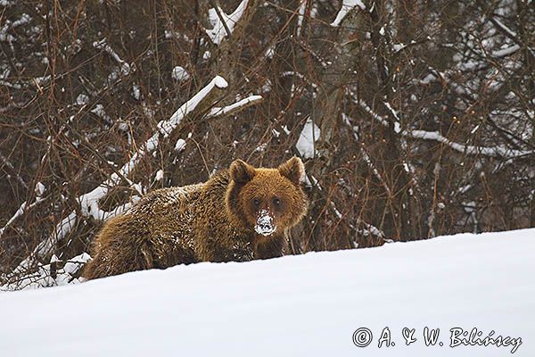 Niedźwiedź brunatny, Ursus arctos