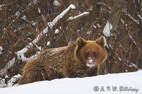 Niedźwiedź brunatny, Ursus arctos