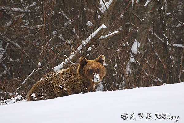 Niedźwiedź brunatny, Ursus arctos