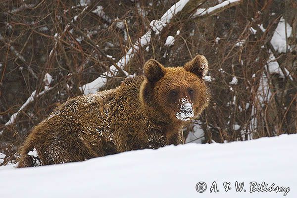 Niedźwiedź brunatny, Ursus arctos