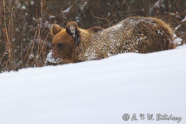 Niedźwiedź brunatny, Ursus arctos