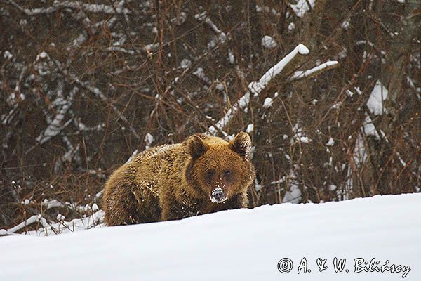 Niedźwiedź brunatny, Ursus arctos