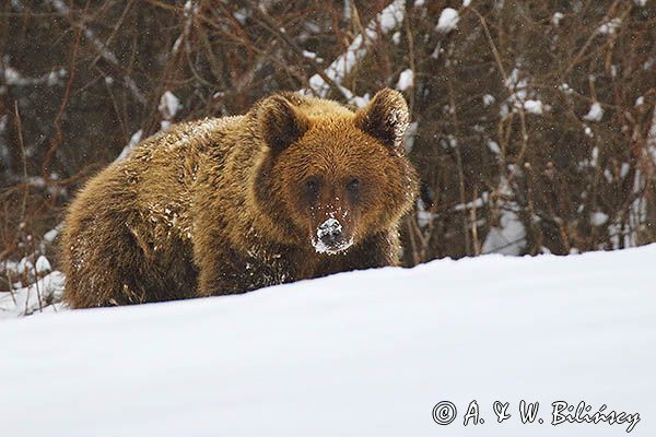Niedźwiedź brunatny, Ursus arctos