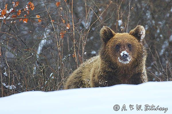 Niedźwiedź brunatny, Ursus arctos