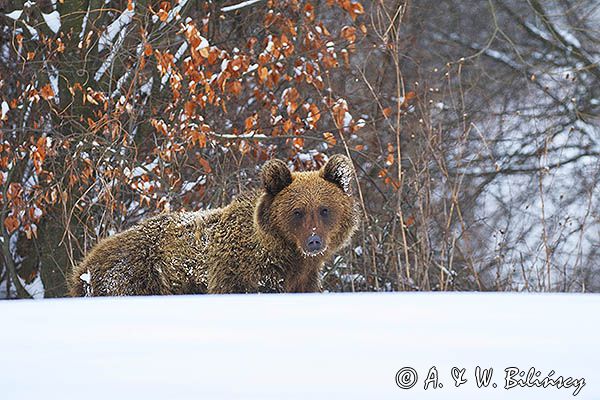 Niedźwiedź brunatny, Ursus arctos