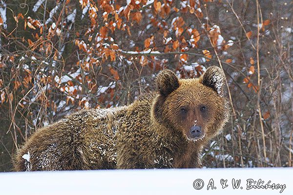 Niedźwiedź brunatny, Ursus arctos