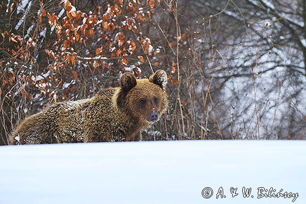 Niedźwiedź brunatny, Ursus arctos