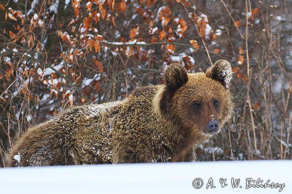 Niedźwiedź brunatny, Ursus arctos