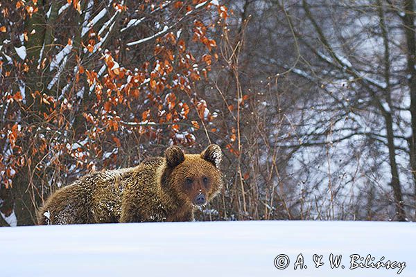 Niedźwiedź brunatny, Ursus arctos