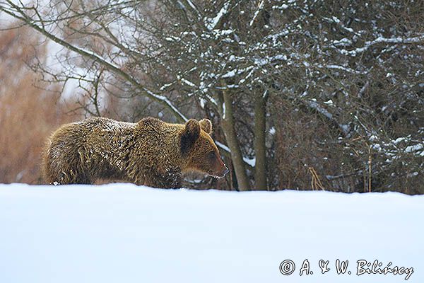 Niedźwiedź brunatny, Ursus arctos