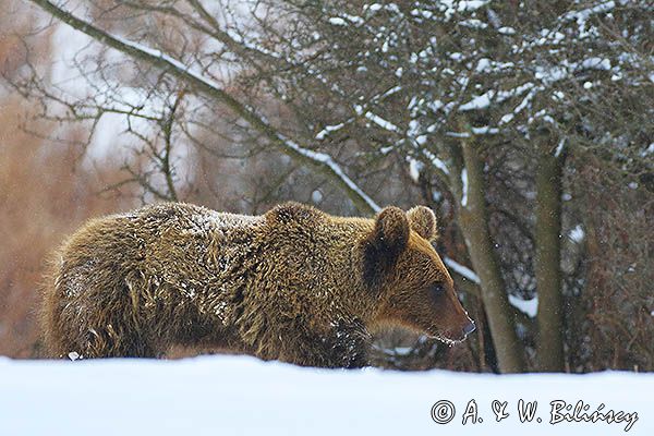 Niedźwiedź brunatny, Ursus arctos