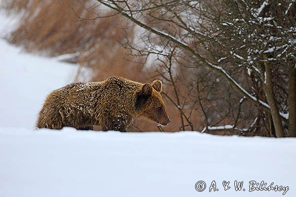 Niedźwiedź brunatny, Ursus arctos