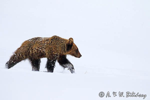 Niedźwiedź brunatny, Ursus arctos