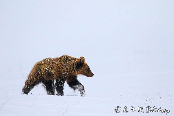 Niedźwiedź brunatny, Ursus arctos