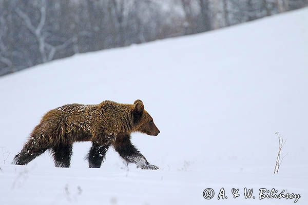 Niedźwiedź brunatny, Ursus arctos