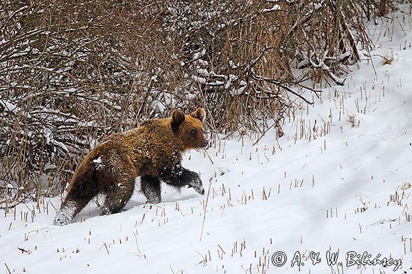 Niedźwiedź brunatny, Ursus arctos