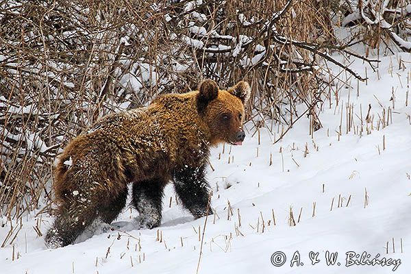 Niedźwiedź brunatny, Ursus arctos
