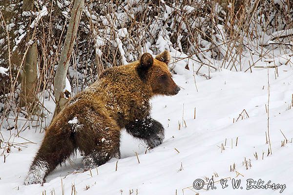 Niedźwiedź brunatny, Ursus arctos
