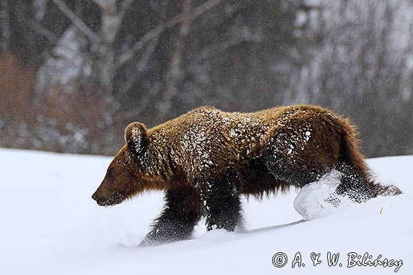 Niedźwiedź brunatny, Ursus arctos