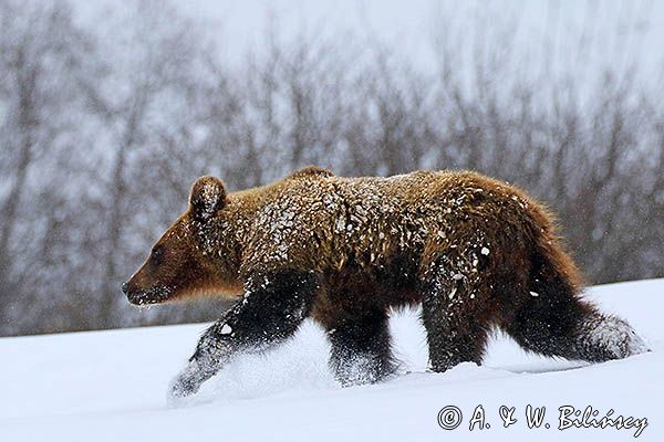 Niedźwiedź brunatny, Ursus arctos