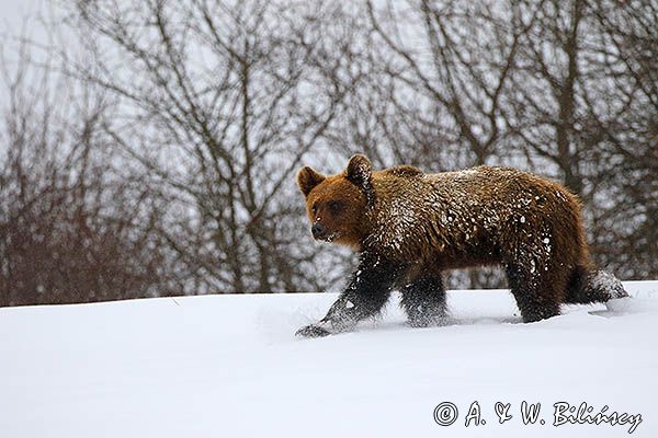 Niedźwiedź brunatny, Ursus arctos
