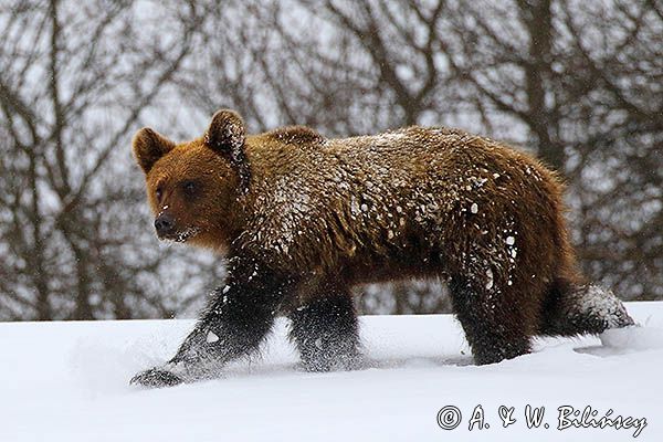 Niedźwiedź brunatny, Ursus arctos