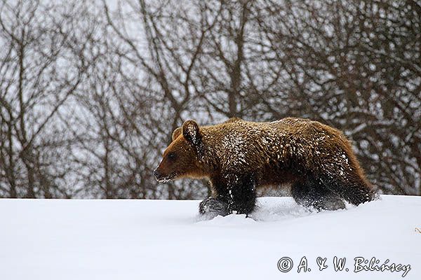 Niedźwiedź brunatny, Ursus arctos