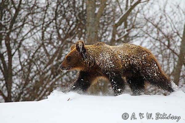 Niedźwiedź brunatny, Ursus arctos
