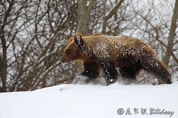 Niedźwiedź brunatny, Ursus arctos