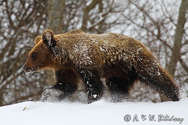 Niedźwiedź brunatny, Ursus arctos