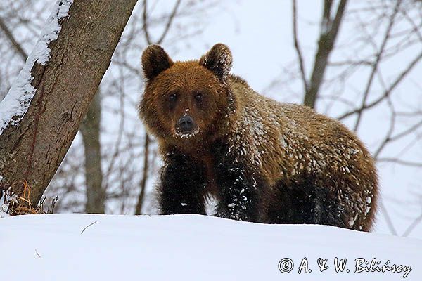 Niedźwiedź brunatny, Ursus arctos