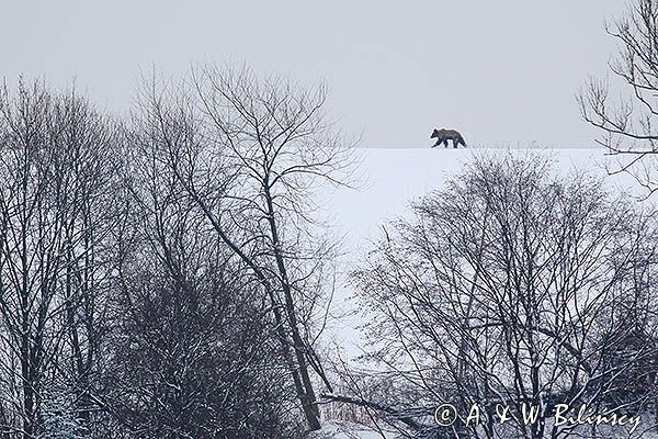 Niedźwiedź brunatny, Ursus arctos